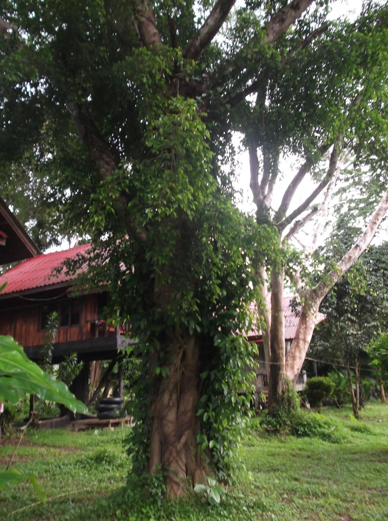 Bamboo House Hotel Khao Sok National Park Kültér fotó